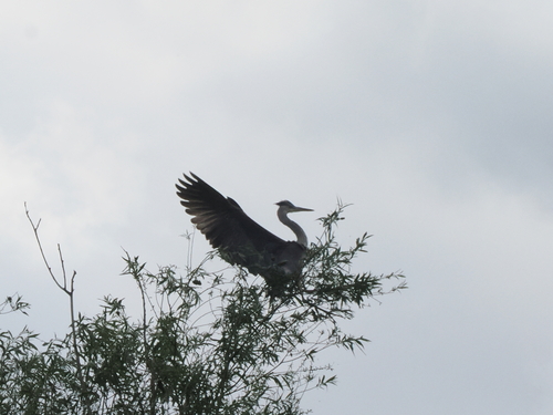iNaturalist image