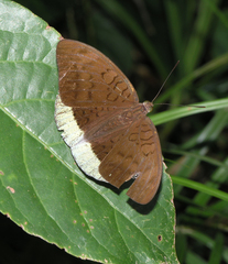 Tanaecia julii odilina