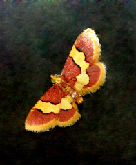 Bostra xanthorhodalis