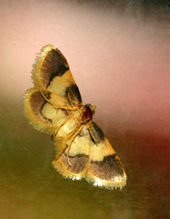 Bostra xanthorhodalis