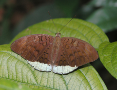 Tanaecia julii odilina
