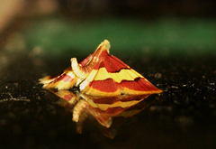 Bostra xanthorhodalis