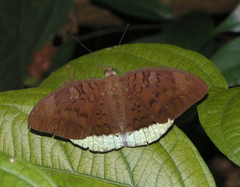 Tanaecia julii odilina