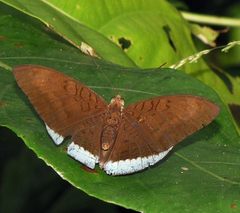 Tanaecia julii odilina