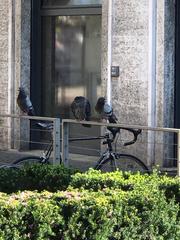 Columba livia domestica