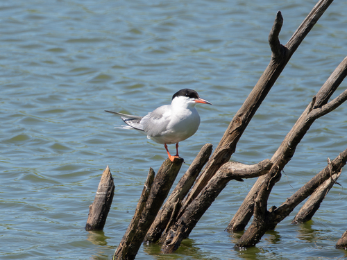 iNaturalist image
