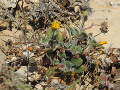 Calendula suffruticosa