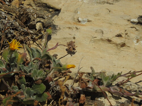 Calendula suffruticosa, photograph 1