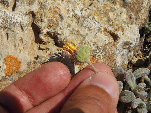 Calendula suffruticosa, photograph 2