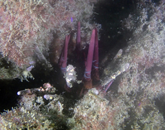 Phyllacanthus parvispinus