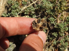 Calendula suffruticosa, photograph (c) Duarte Frade, some rights reserved (CC BY)