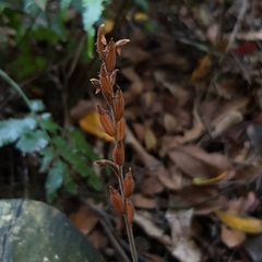 Erythrodes