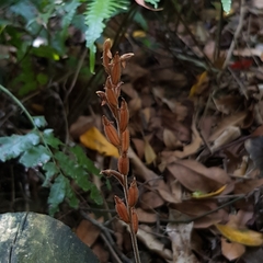 Erythrodes