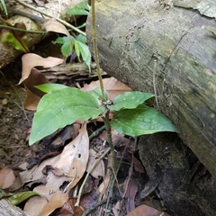 Erythrodes