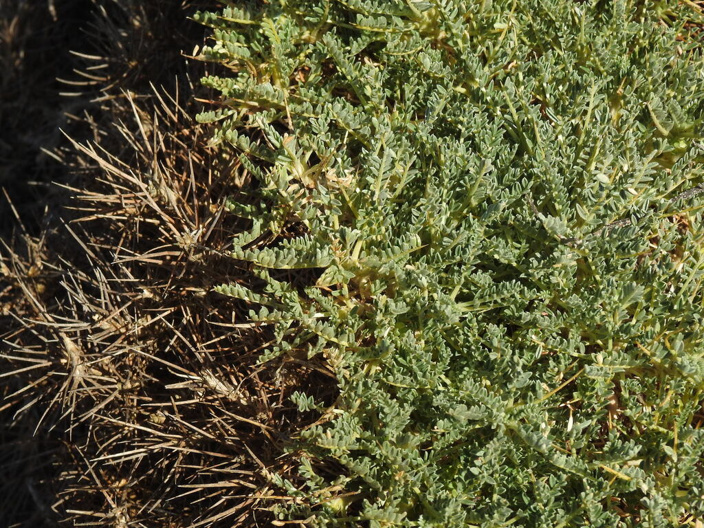 Astragalus tragacantha; photograph (c) Duarte Frade, some rights reserved (CC BY)