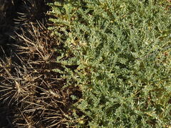 Astragalus tragacantha
