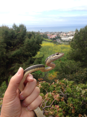 Masticophis lateralis lateralis