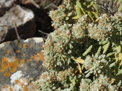 Teucrium vincentinum