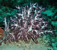 Chironephthya