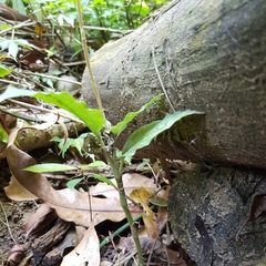 Erythrodes
