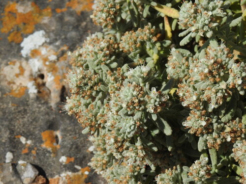 Teucrium vincentinum, photograph 1