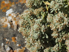 Teucrium vincentinum, photograph (c) Duarte Frade, some rights reserved (CC BY)