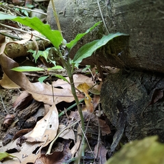 Erythrodes