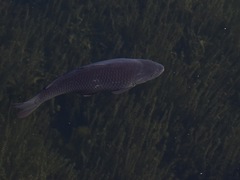 Cyprinus carpio