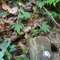 Erythrodes