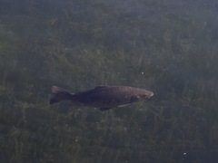 Cyprinus carpio