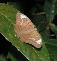 Tanaecia julii odilina