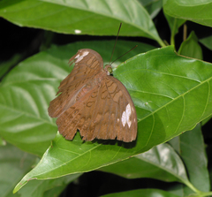 Tanaecia julii odilina