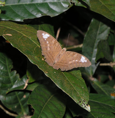 Tanaecia julii odilina