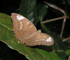 Tanaecia julii odilina