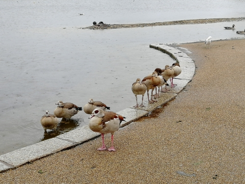 iNaturalist image