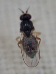 Elachiptera