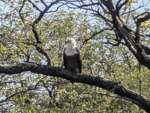 iNaturalist image