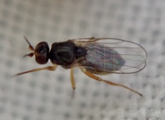 Elachiptera