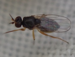 Elachiptera