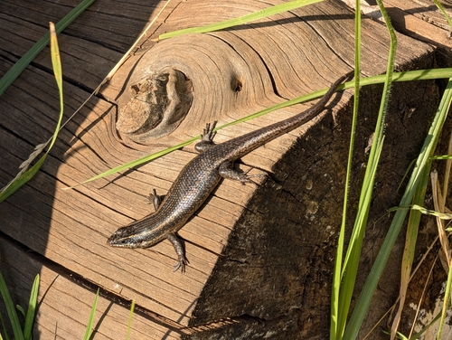Speckled Rock Skink