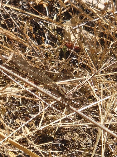 iNaturalist observation photo of Dancers
