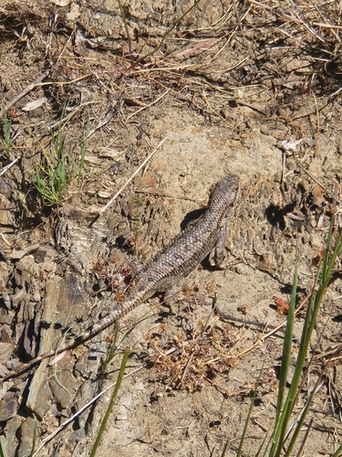 iNaturalist observation photo of Western Fence Lizard