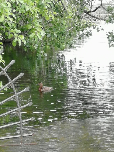 iNaturalist image