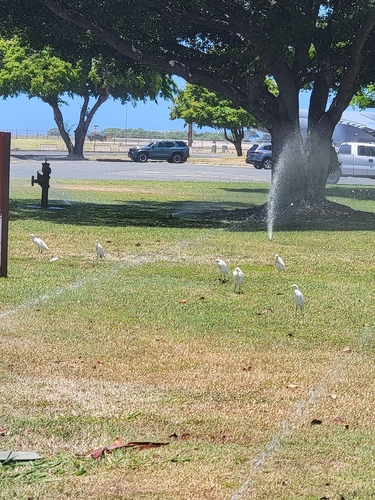 iNaturalist image