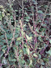 Amaranthus hybridus