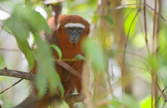 Plecturocebus discolor