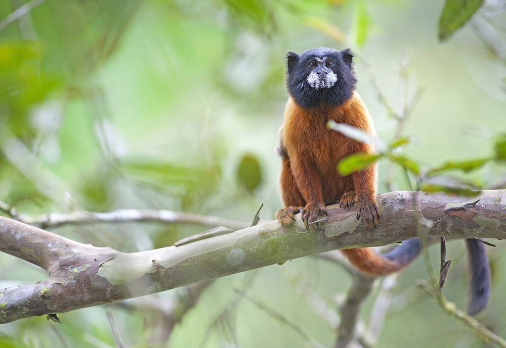 Golden-mantle Saddleback Tamarin (Saguinus tripartitus)