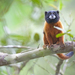 Golden-mantle Saddleback Tamarin - Photo (c) osoandino, some rights reserved (CC BY-NC), uploaded by osoandino