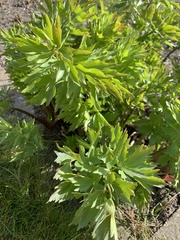Levisticum officinale