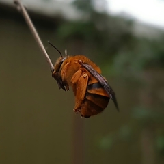 Amegilla bombiformis